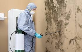 Best Real Estate Mold Inspection  in Bellingham, WA